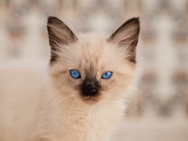 de-5-mest-sociale-katte