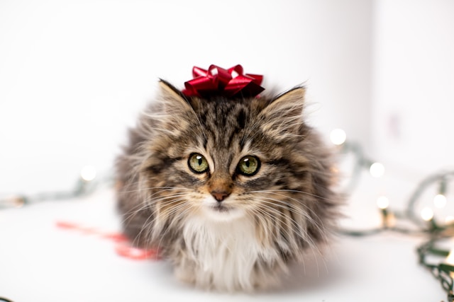 de-5-mest-sociale-katte