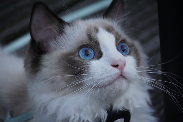 de-5-mest-sociale-katte